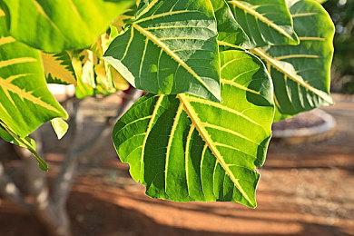 《索尼克×夏特 世代重启》加入PS Plus高级会员游戏试玩目录